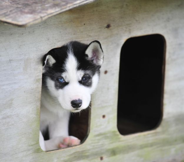 Huskies