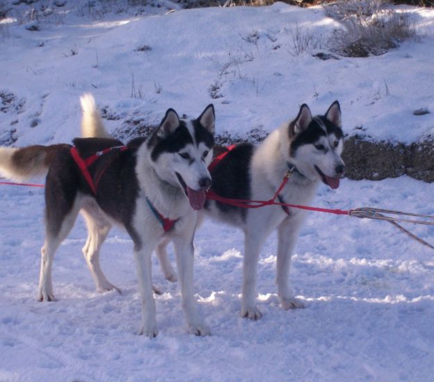 Huskies